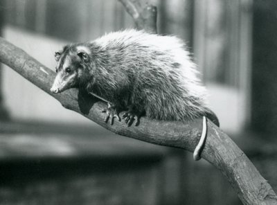 Zarigüeya de orejas grandes de Weid en una rama en el zoológico de Londres, noviembre de 1915 de Frederick William Bond